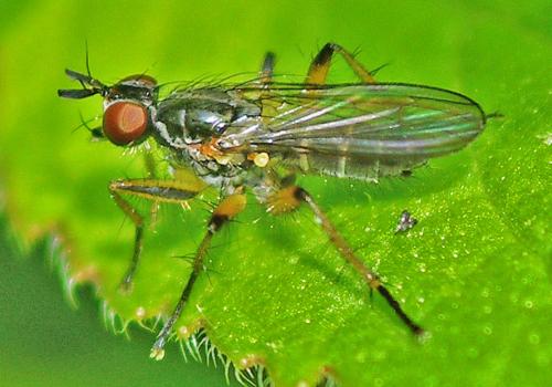 Cleigastra apicalis